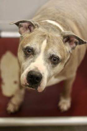 Patty Melt, an adoptable Pit Bull Terrier in Arlee, MT, 59821 | Photo Image 2