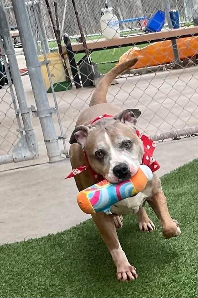 Patty Melt, an adoptable Pit Bull Terrier in Arlee, MT, 59821 | Photo Image 3