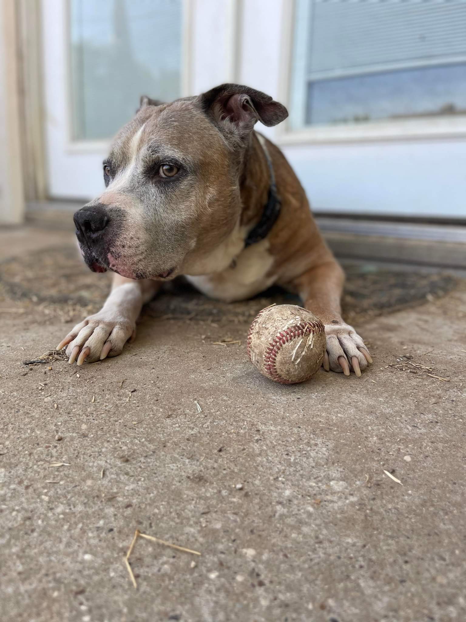 Patty Melt, an adoptable Pit Bull Terrier in Arlee, MT, 59821 | Photo Image 4