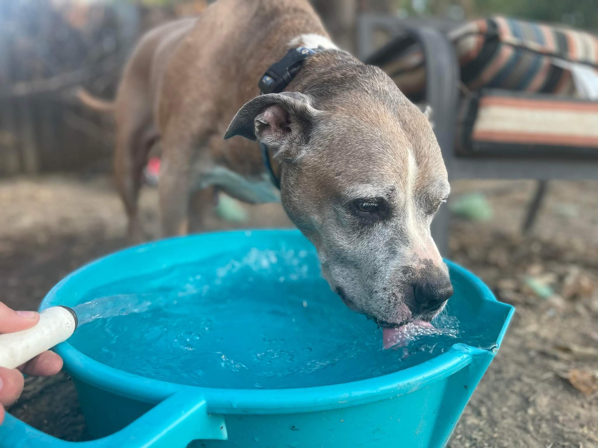 Patty Melt, an adoptable Pit Bull Terrier in Arlee, MT, 59821 | Photo Image 6