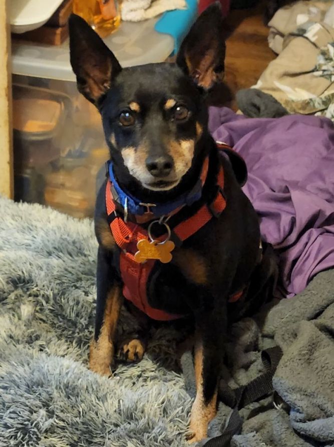 Dog for adoption - Beauregard, a Miniature Pinscher in Hazelwood, MO |  Petfinder