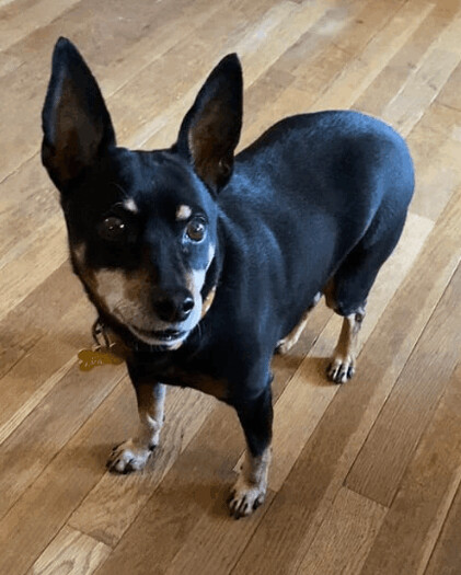 Dog for adoption - Beauregard, a Miniature Pinscher in Hazelwood, MO |  Petfinder