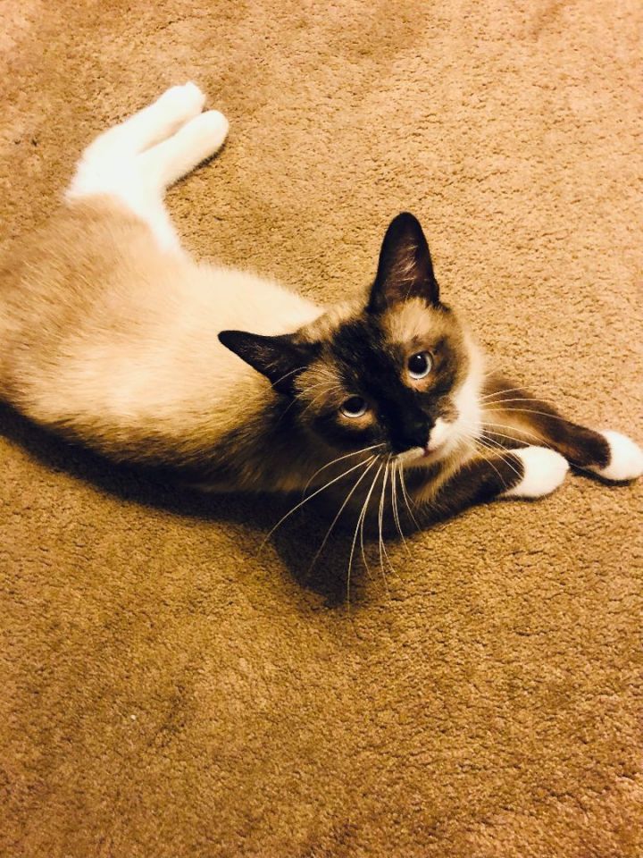 Queenie, an adopted Siamese Mix in Montgomery, AL_image-1