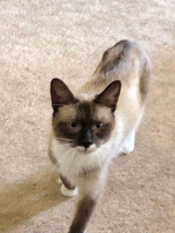 Queenie, an adopted Siamese Mix in Montgomery, AL_image-3