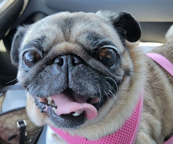 Petfinder pug sales