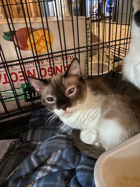 Precious, an adoptable Domestic Short Hair, Siamese in Escondido, CA, 92026 | Photo Image 1