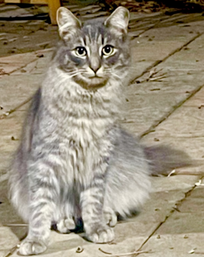 Katty/aka Fluffy Tail (Sponsored)