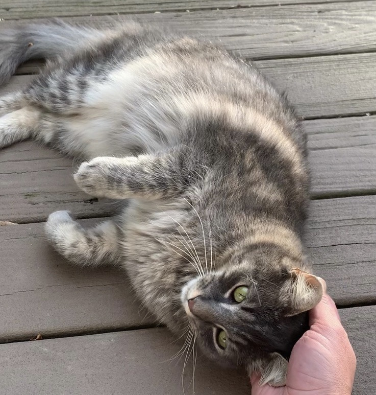 Katty/aka Fluffy Tail (Sponsored)