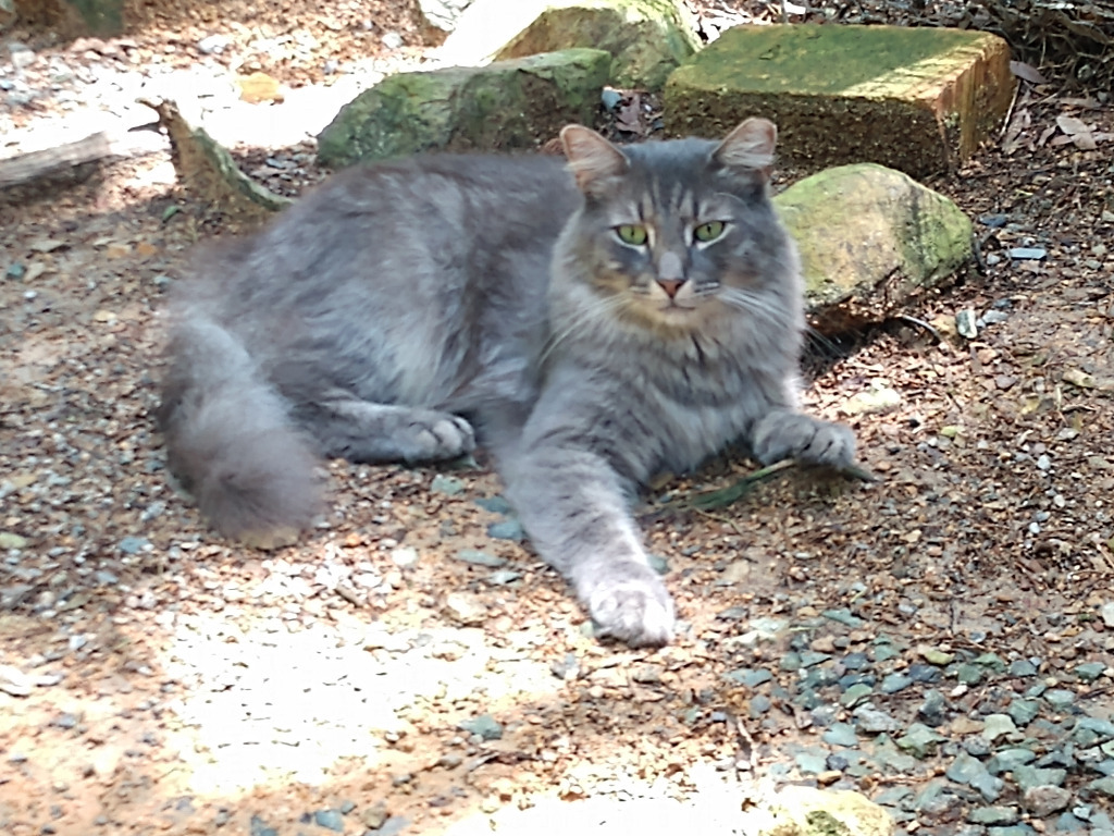 Katty/aka Fluffy Tail (Sponsored)