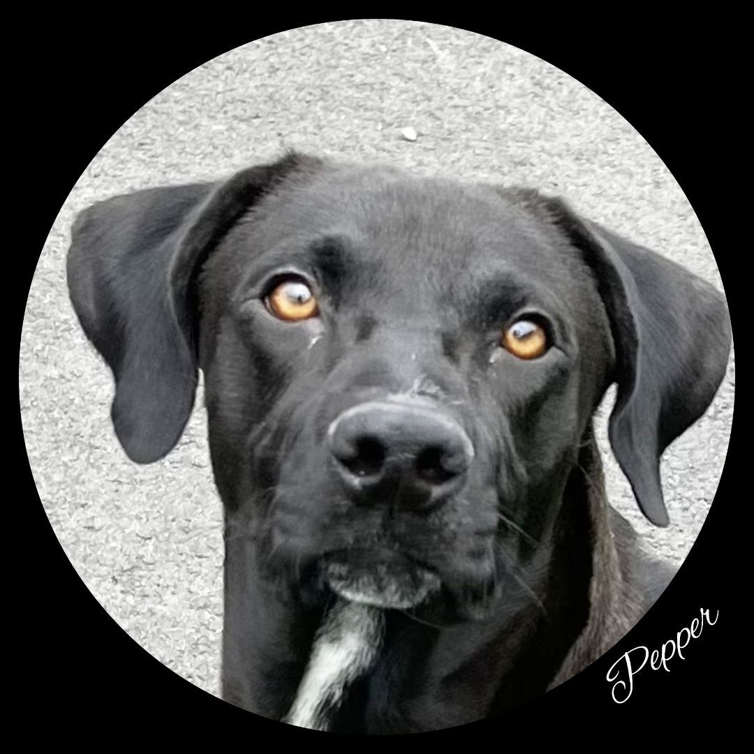 Pepper, an adoptable Black Labrador Retriever in Fredericksburg, VA, 22408 | Photo Image 1