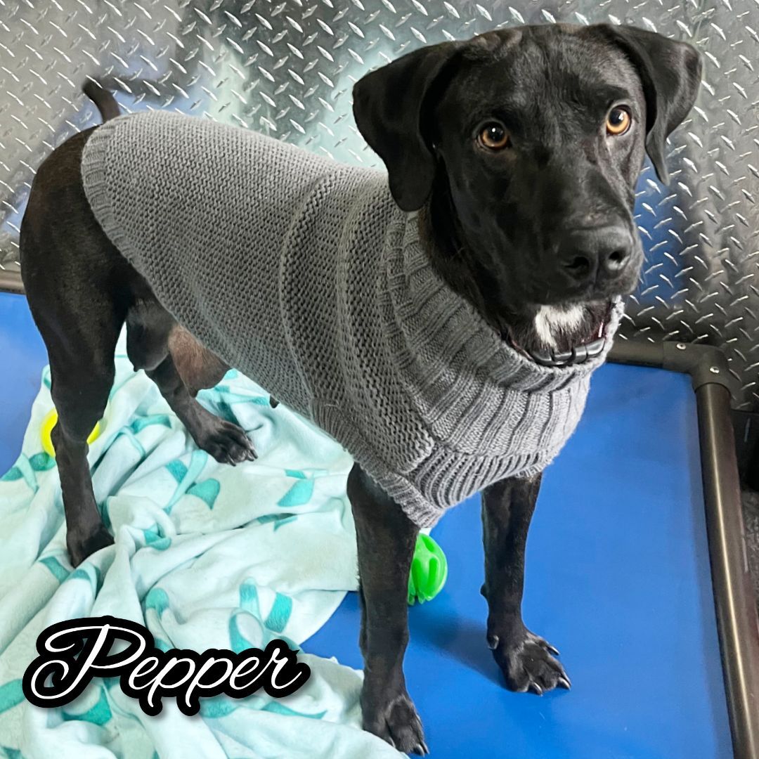 Pepper, an adoptable Black Labrador Retriever in Fredericksburg, VA, 22408 | Photo Image 5