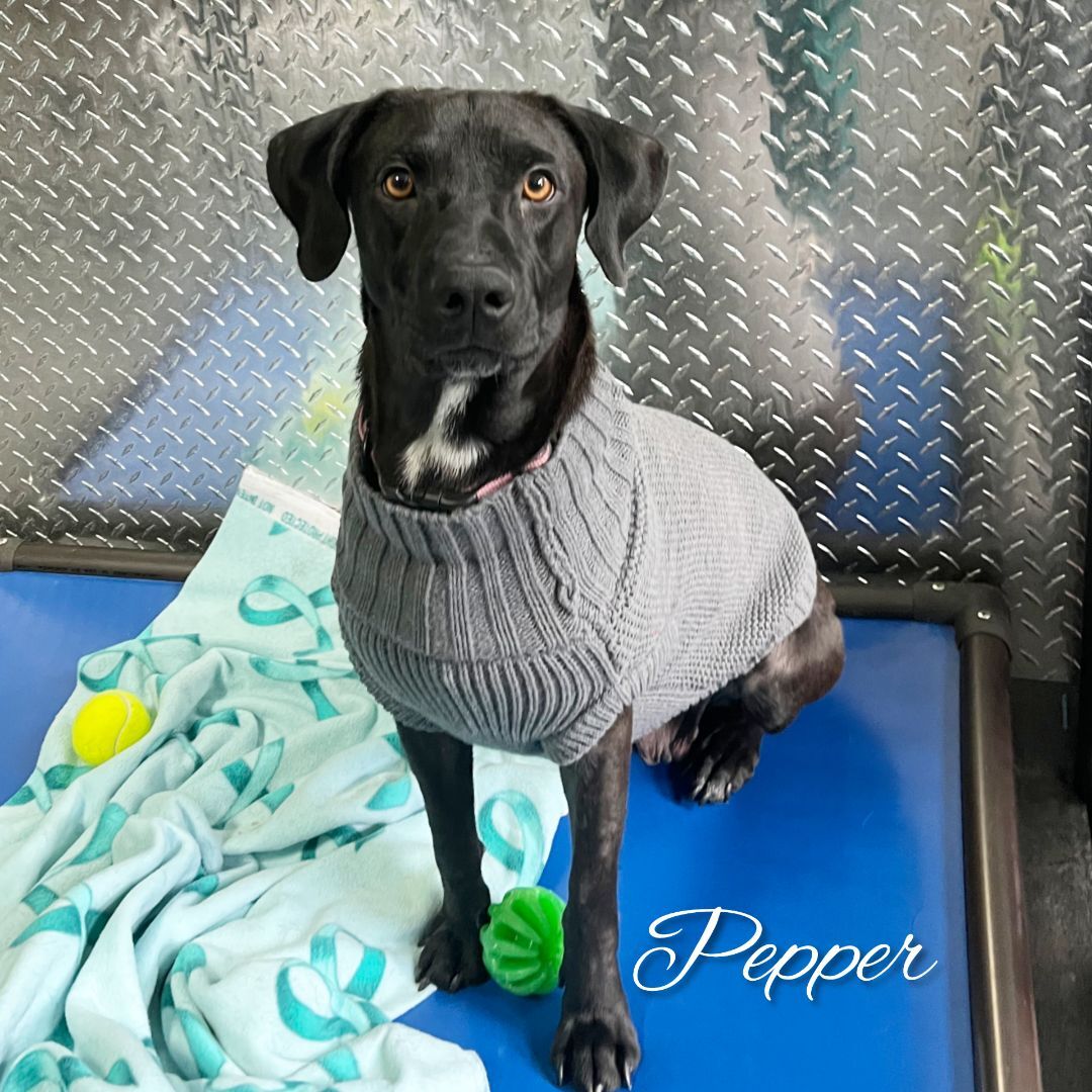 Pepper, an adoptable Black Labrador Retriever in Fredericksburg, VA, 22408 | Photo Image 6