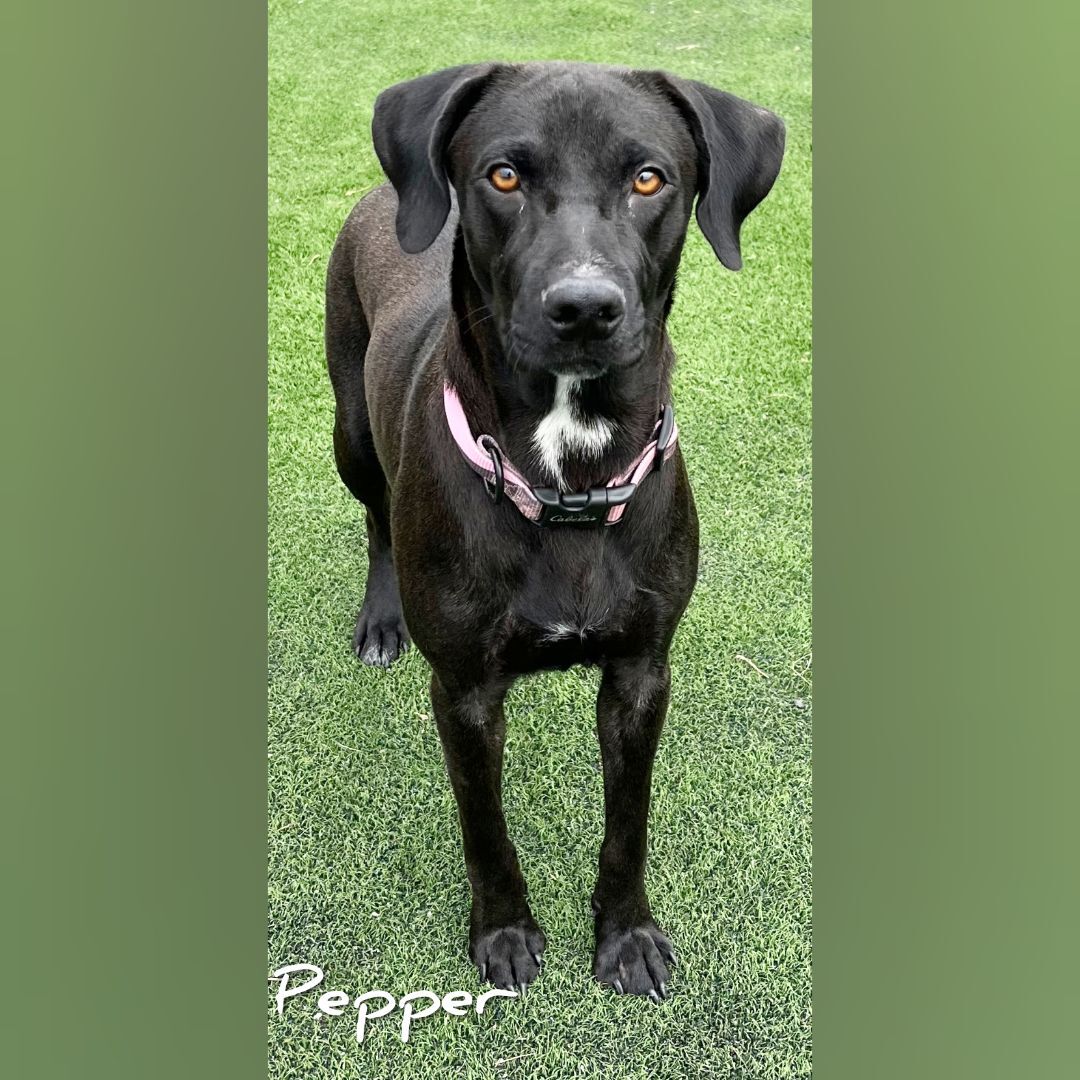 Pepper, an adoptable Black Labrador Retriever in Fredericksburg, VA, 22408 | Photo Image 7