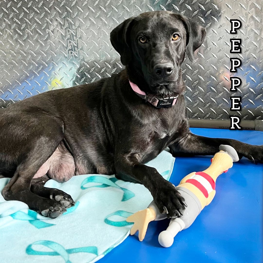 Pepper, an adoptable Black Labrador Retriever in Fredericksburg, VA, 22408 | Photo Image 8