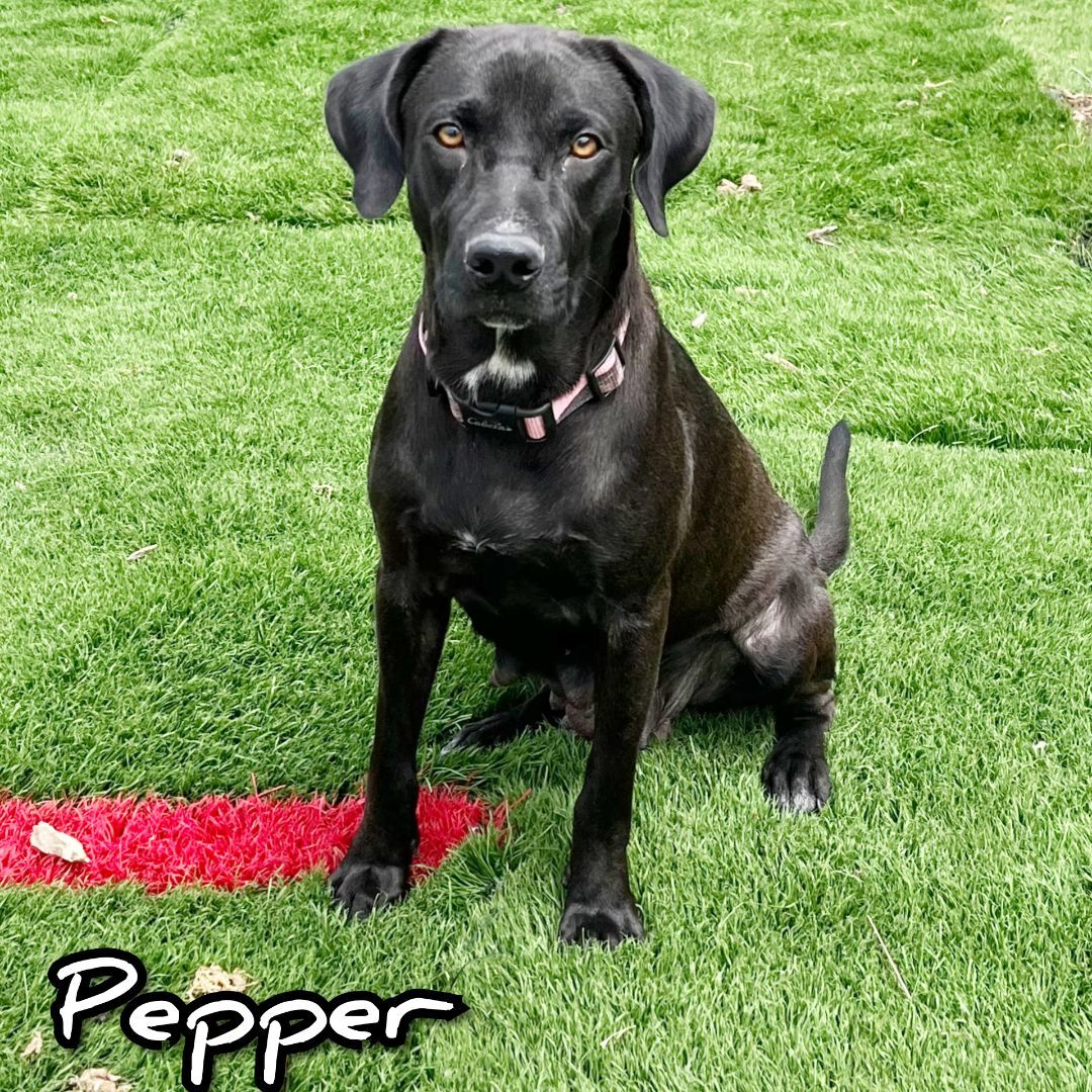 Pepper, an adoptable Black Labrador Retriever in Fredericksburg, VA, 22408 | Photo Image 9