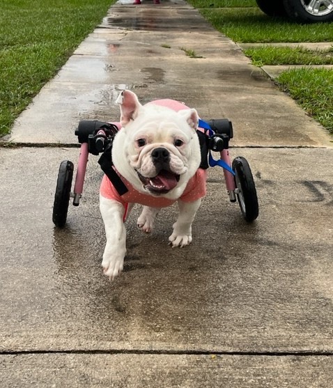 Apple - Spina Bifida , an adoptable English Bulldog in Homestead, FL_image-6