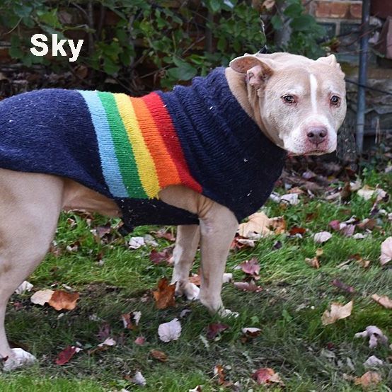 Skyler Skye Blue 0511, an adoptable American Bulldog Mix in West Bloomfield, MI_image-6