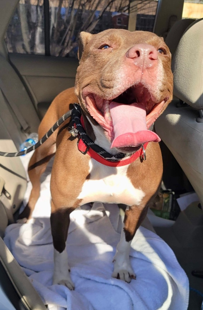 Canela, an adoptable American Staffordshire Terrier, Mixed Breed in East Hartford, CT, 06118 | Photo Image 1