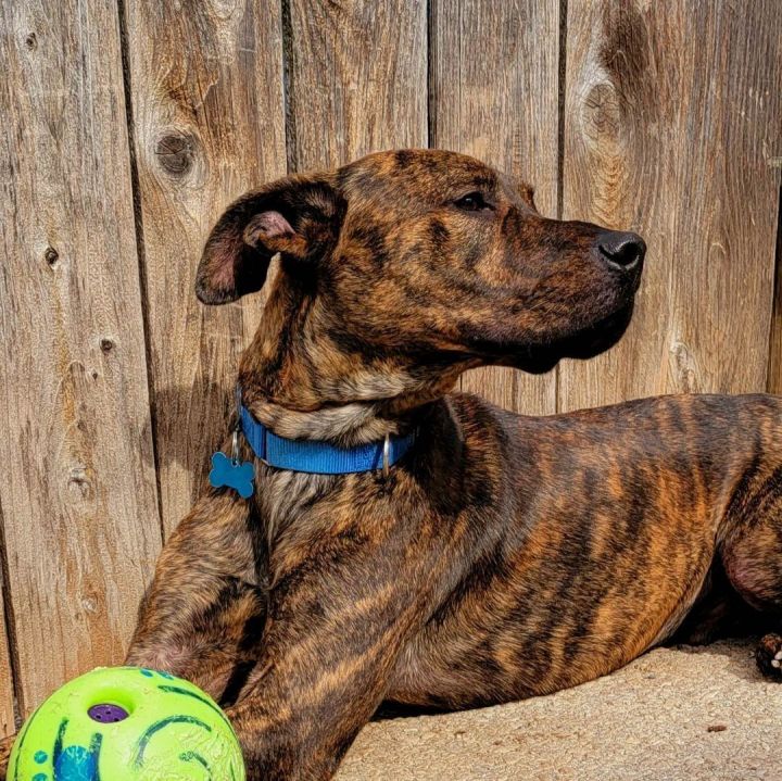 Rocky Road , an adoptable Boxer & Catahoula Leopard Dog Mix in Springfield, MO_image-1