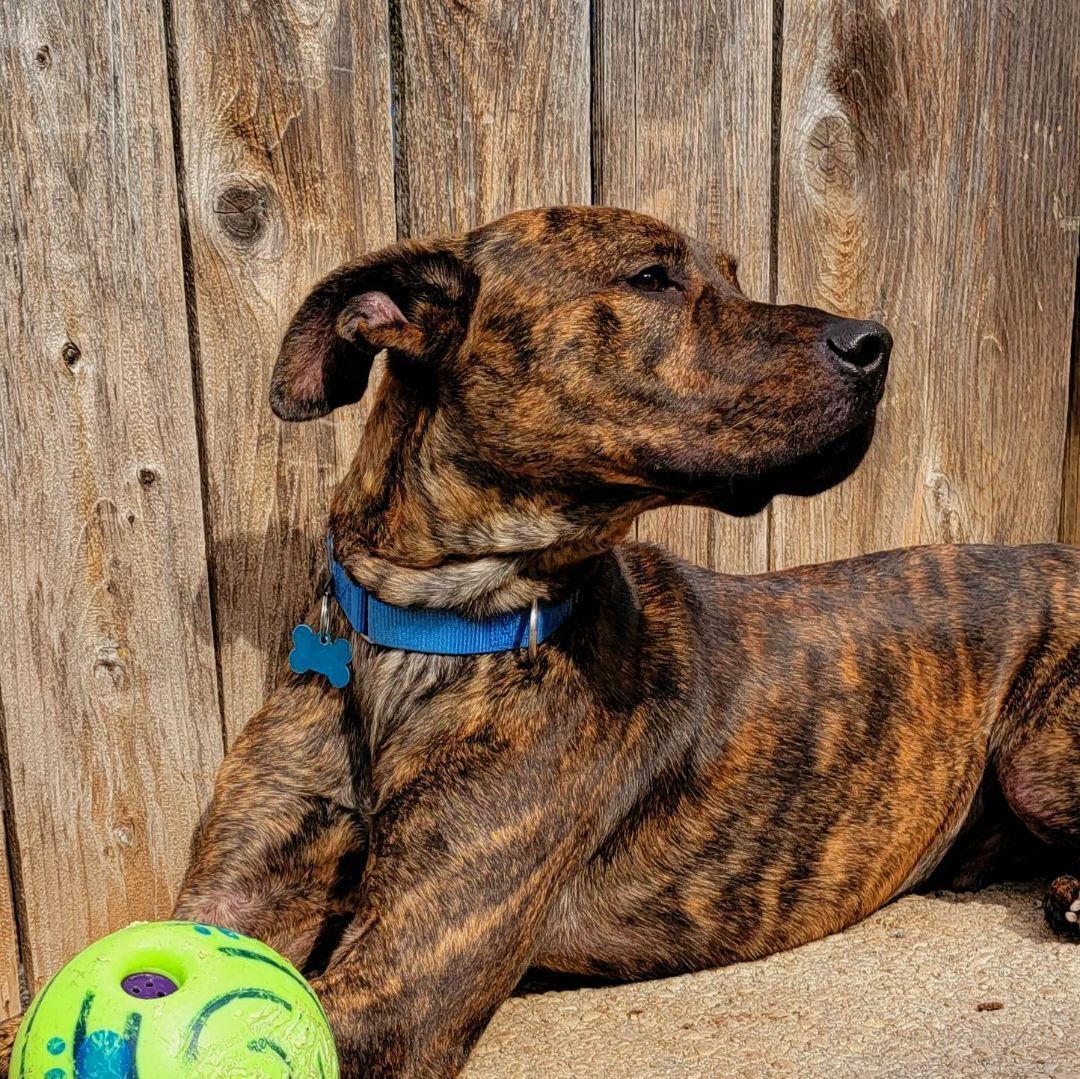 Rocky Road , an adoptable Boxer, Catahoula Leopard Dog in Springfield, MO, 65804 | Photo Image 2