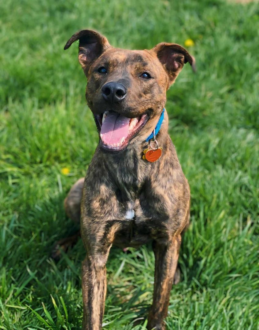 Rocky Road , an adoptable Boxer, Catahoula Leopard Dog in Springfield, MO, 65804 | Photo Image 1