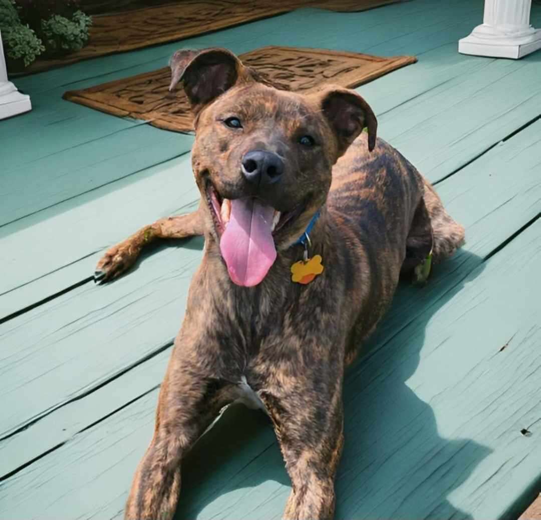 Rocky Road , an adoptable Boxer, Catahoula Leopard Dog in Springfield, MO, 65804 | Photo Image 3