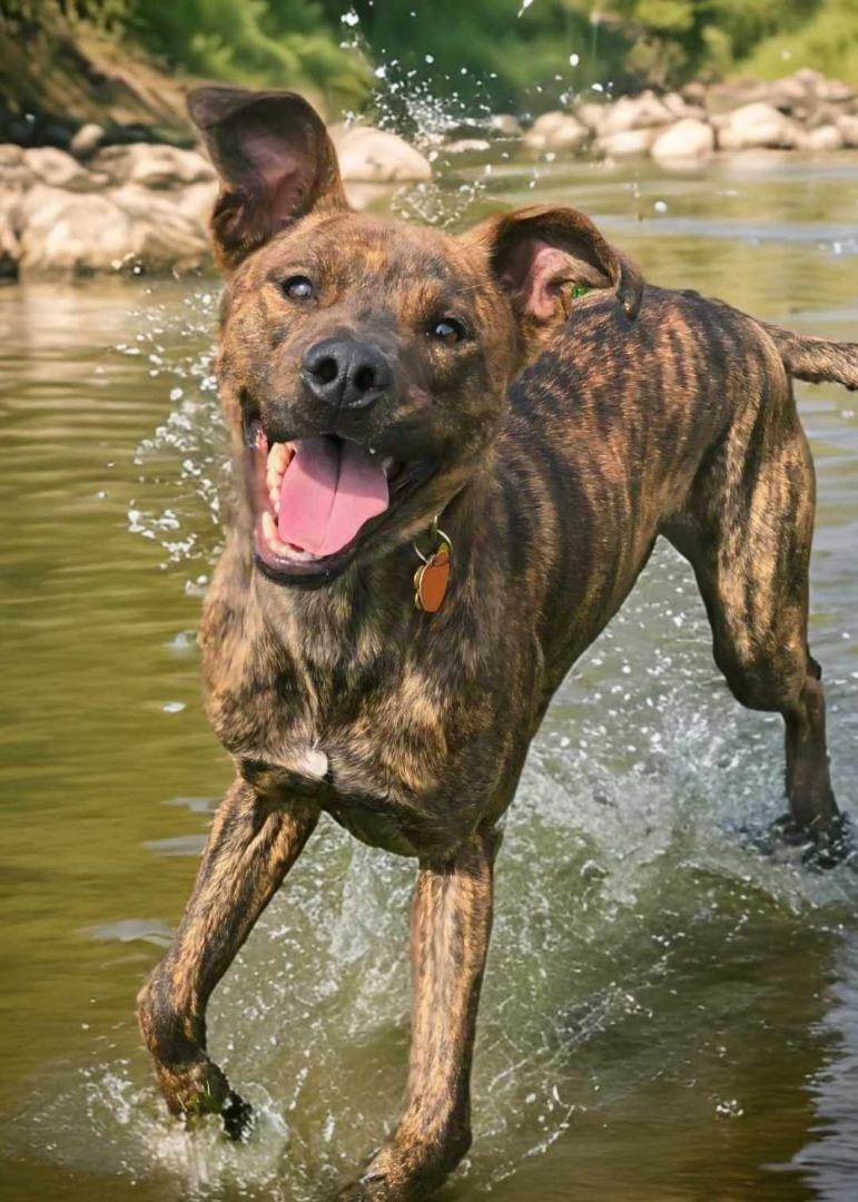 Rocky Road , an adoptable Boxer, Catahoula Leopard Dog in Springfield, MO, 65804 | Photo Image 4