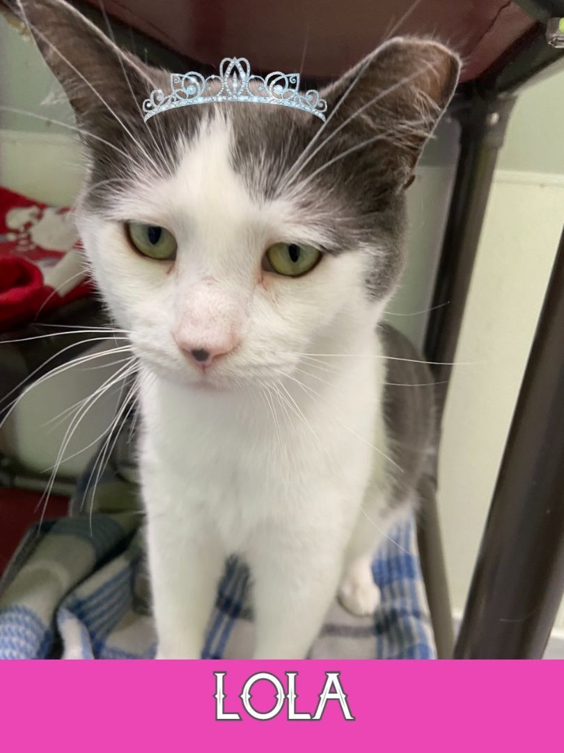Lola, an adoptable Domestic Short Hair in Peru, IN, 46970 | Photo Image 2