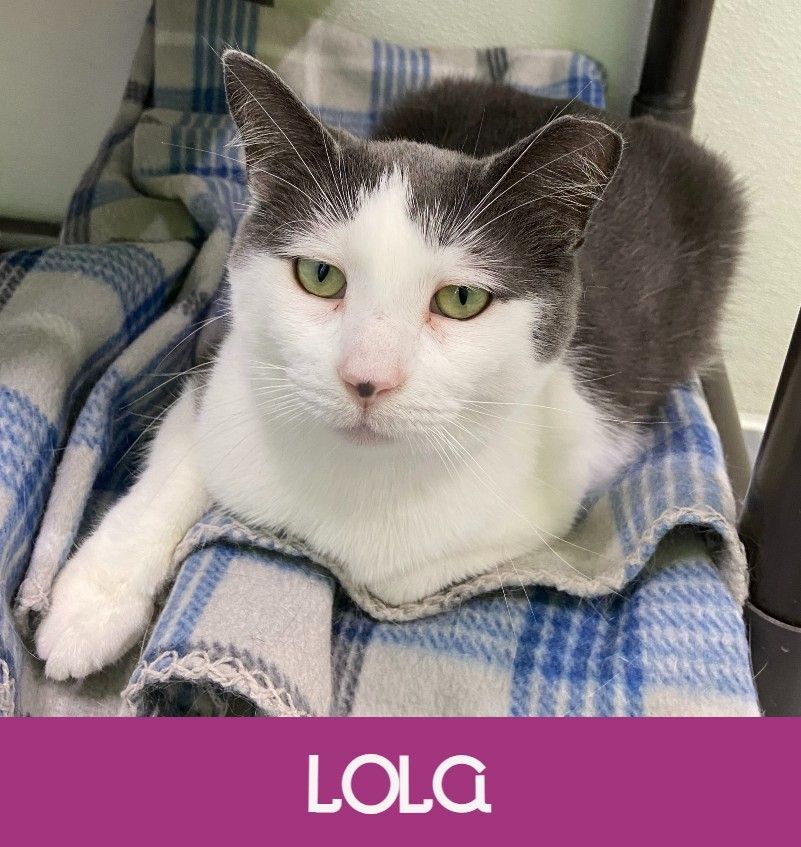 Lola, an adoptable Domestic Short Hair in Peru, IN, 46970 | Photo Image 3