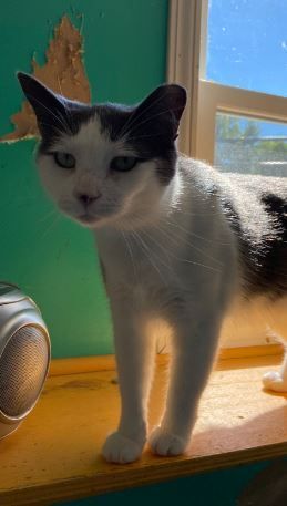 Lola, an adoptable Domestic Short Hair in Peru, IN, 46970 | Photo Image 4