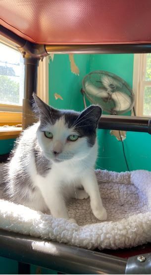 Lola, an adoptable Domestic Short Hair in Peru, IN, 46970 | Photo Image 5