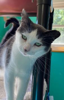 Lola, an adoptable Domestic Short Hair in Peru, IN, 46970 | Photo Image 1