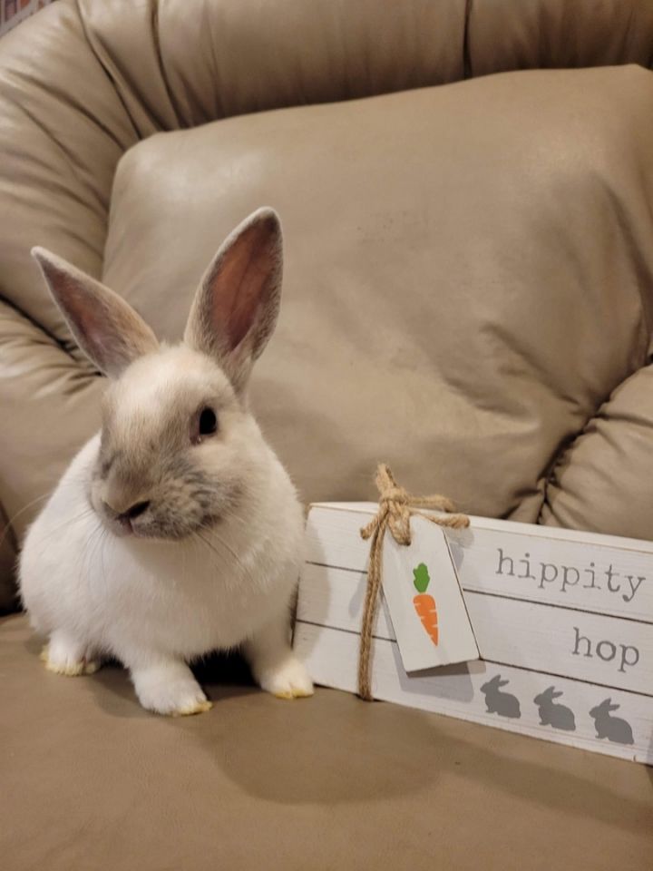 Inuyasha, an adoptable Bunny Rabbit in Philadelphia , PA_image-3