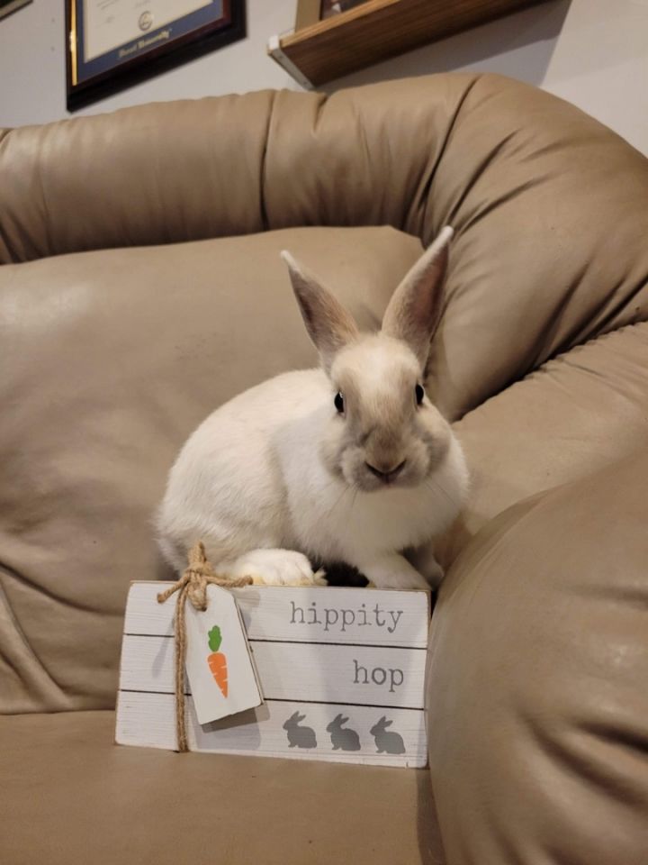 Inuyasha, an adoptable Bunny Rabbit in Philadelphia , PA_image-5