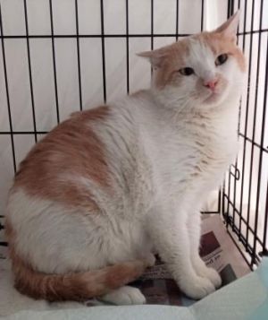 Hototo is a big young cat primarily white with tea color spots He has a gentle meow so we named