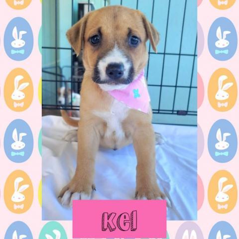 Kel, an adoptable Labrador Retriever Mix in Patterson, NY_image-1