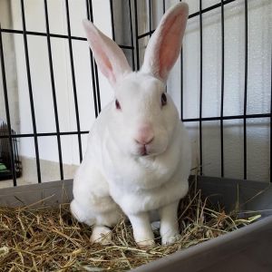 where to buy bunnies near me