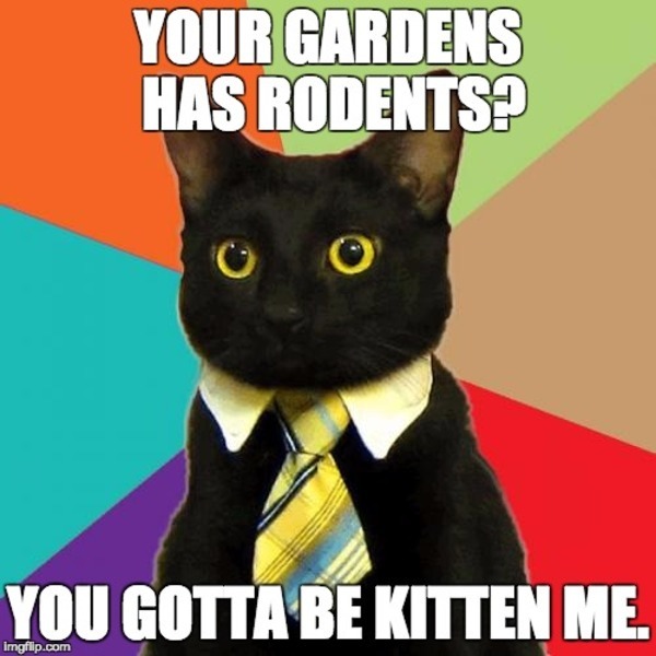 Garden Cat_barry