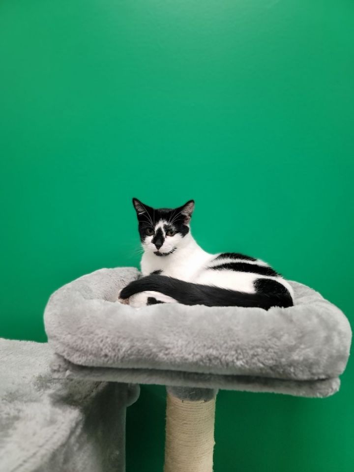 Oreo, an adoptable Domestic Short Hair in Columbus, OH_image-6