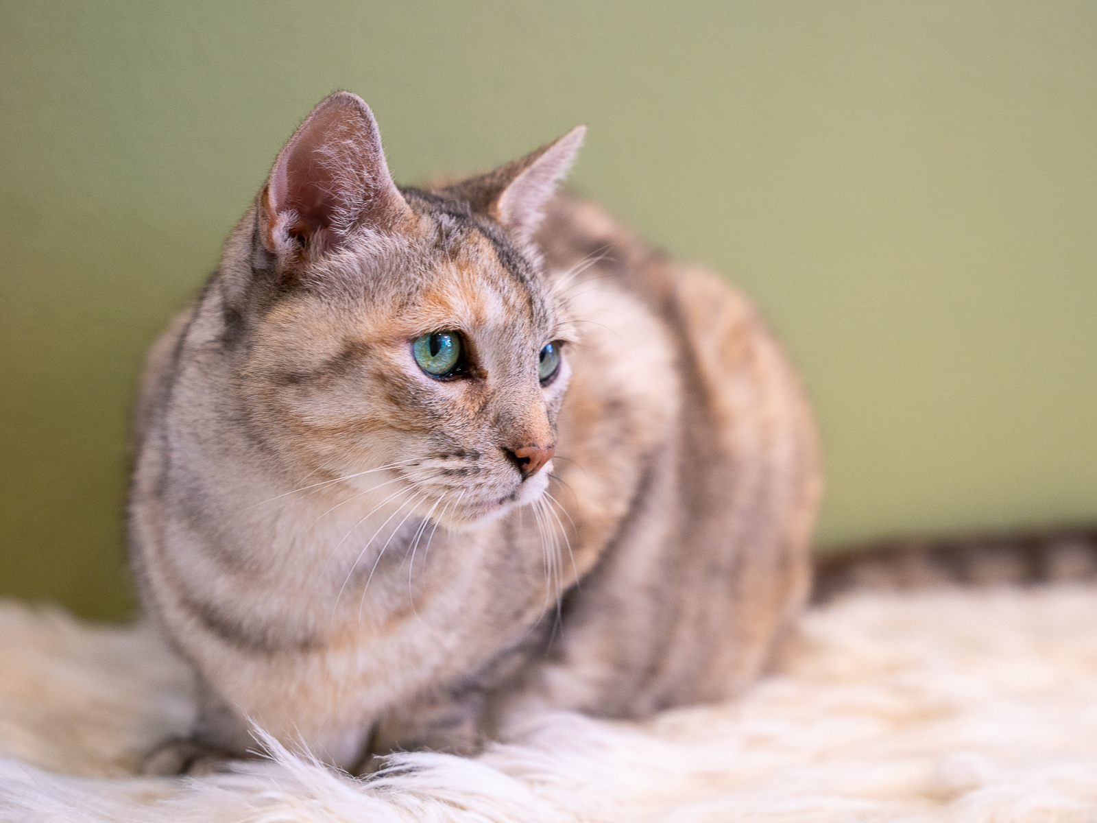 Lucky, an adoptable Domestic Short Hair in Bothell, WA, 98012 | Photo Image 1