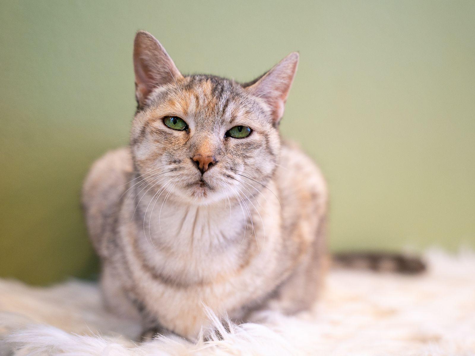 Lucky, an adoptable Domestic Short Hair in Bothell, WA, 98012 | Photo Image 2