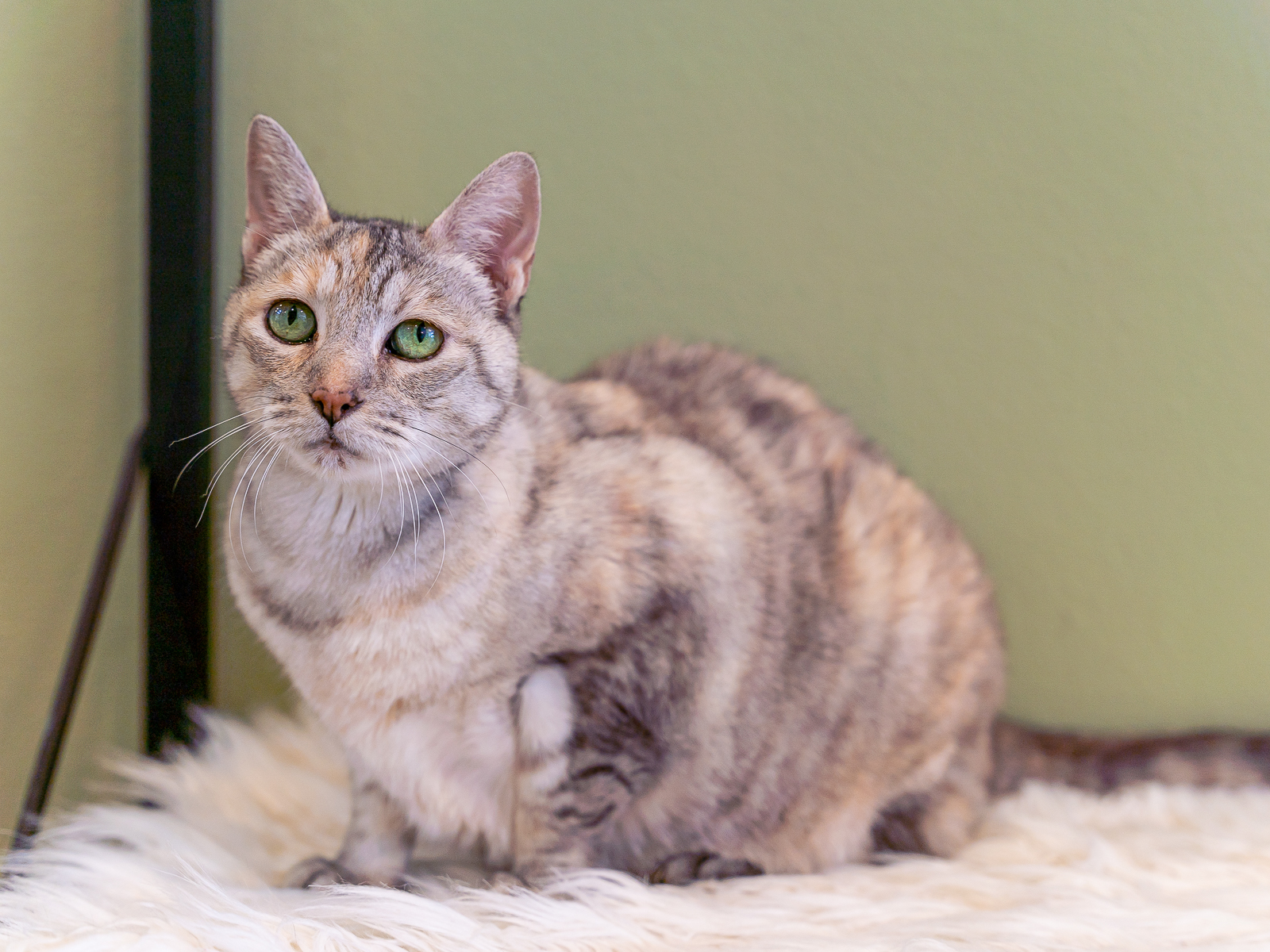 Lucky, an adoptable Domestic Short Hair in Bothell, WA, 98012 | Photo Image 3