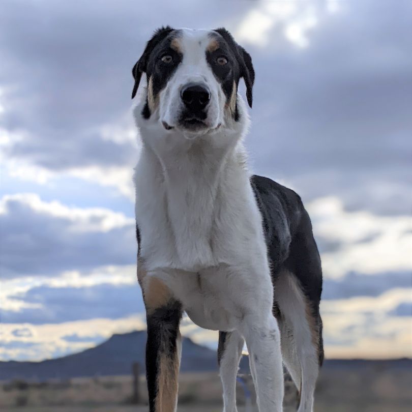 Huck, an adoptable Hound in Bend, OR, 97702 | Photo Image 3