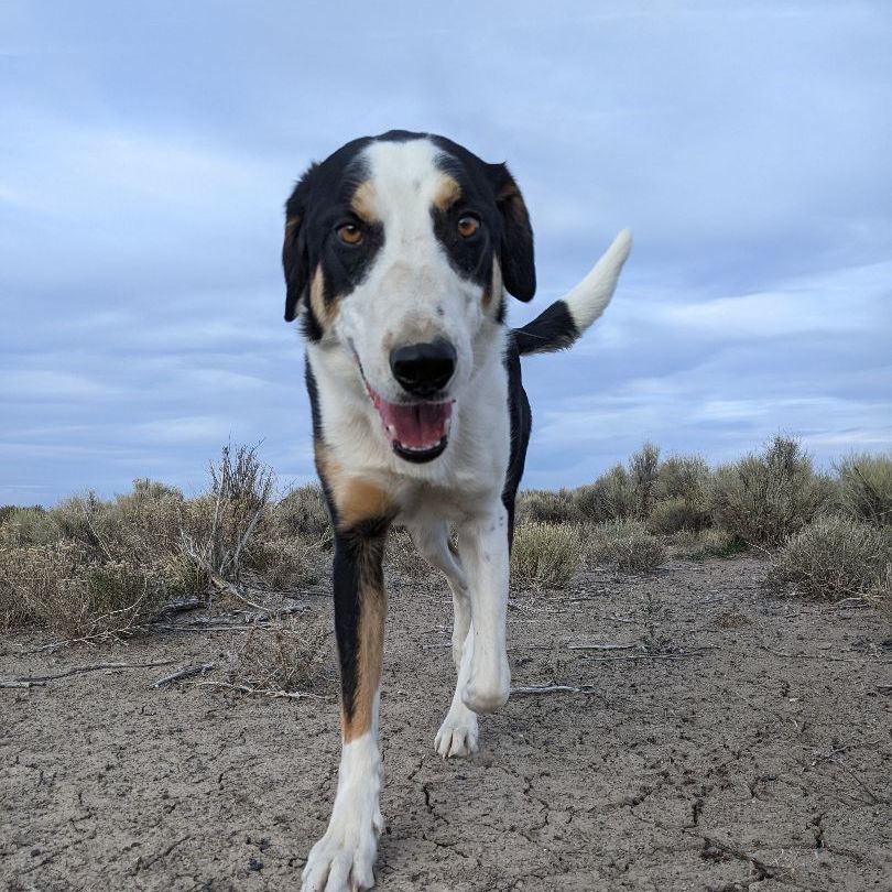Huck, an adoptable Hound in Bend, OR, 97702 | Photo Image 1