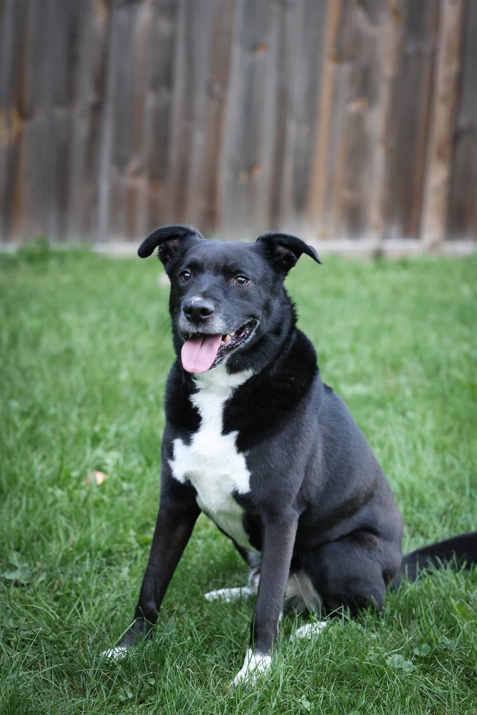 Benji, an adoptable Labrador Retriever, Pit Bull Terrier in Crystal, MN, 55428 | Photo Image 2