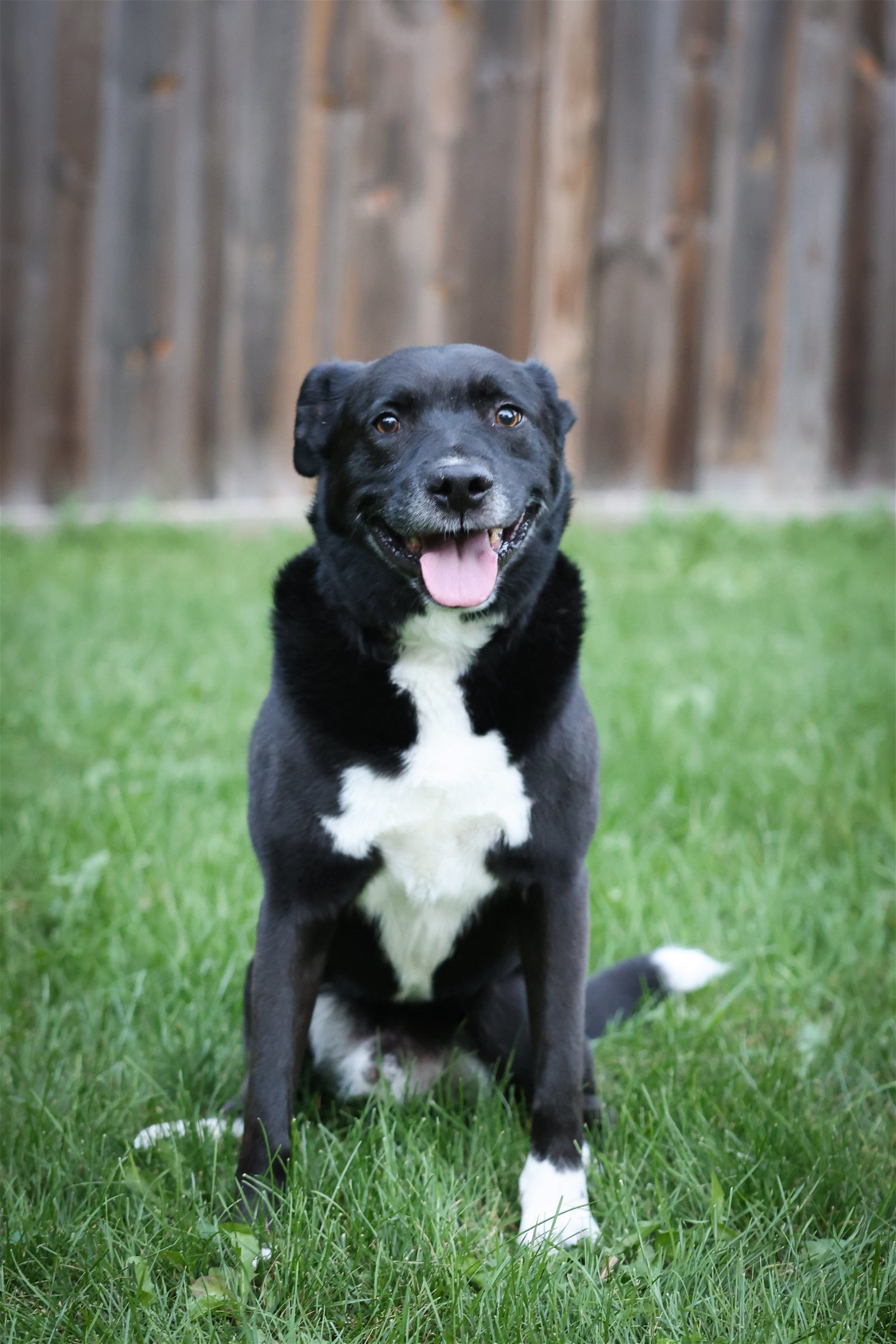 Benji, an adoptable Labrador Retriever, Pit Bull Terrier in Crystal, MN, 55428 | Photo Image 3