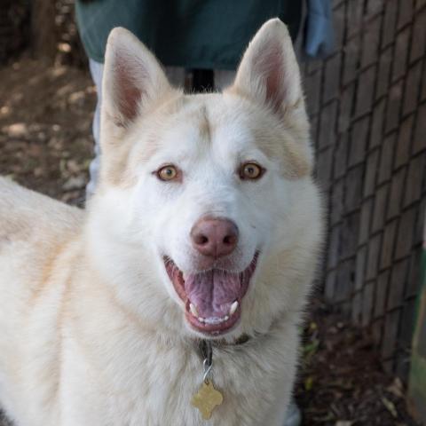 TOBIAS, an adoptable Husky Mix in Point Richmond, CA_image-1