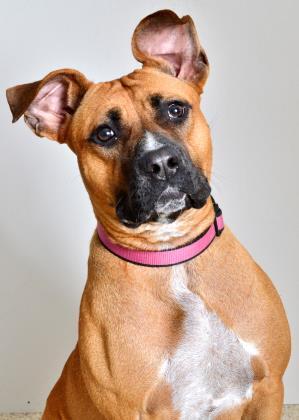 Frannie, an adoptable Mixed Breed in Medford, OR, 97501 | Photo Image 2