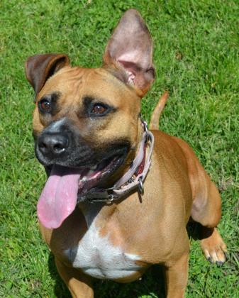 Frannie, an adoptable Mixed Breed in Medford, OR, 97501 | Photo Image 1