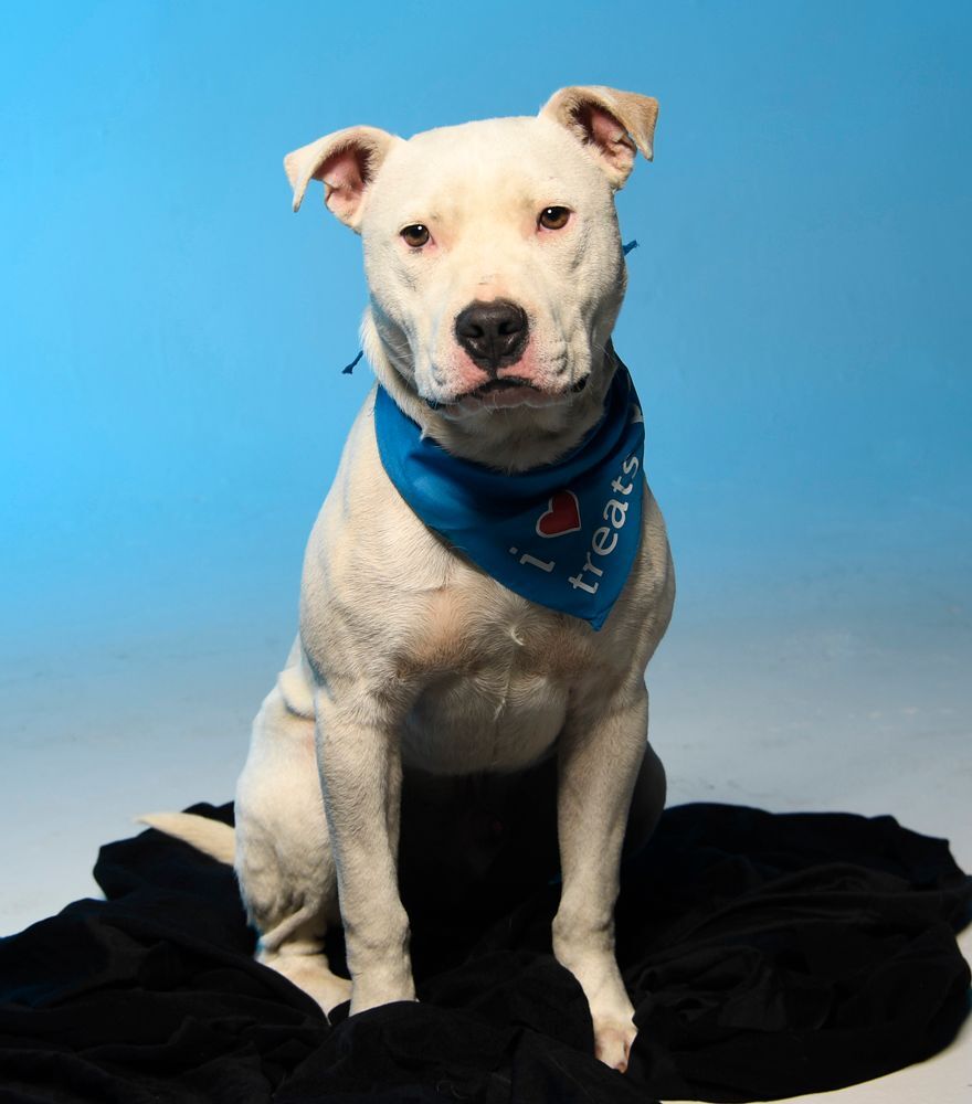 Banjo - $100, an adoptable Pit Bull Terrier in Cookeville, TN, 38506 | Photo Image 1